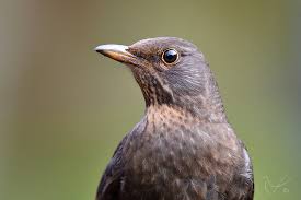 Attēlu rezultāti vaicājumam “Turdus merula female”