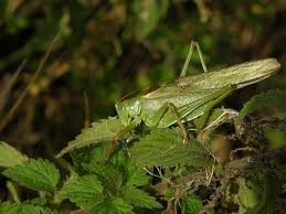 Attēlu rezultāti vaicājumam “Tettigonia viridissima”
