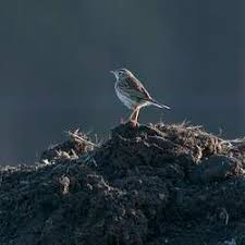 Attēlu rezultāti vaicājumam “Alauda arvensis adult”