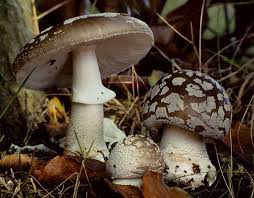 Attēlu rezultāti vaicājumam “Amanita”