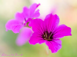 Image result for Storchschnäbel