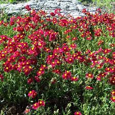 Attēlu rezultāti vaicājumam “Helianthemum nummularium”