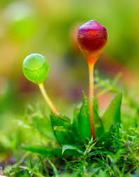 Attēlu rezultāti vaicājumam “Physcomitrium pyriforme”