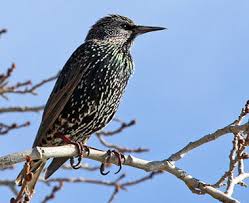 Attēlu rezultāti vaicājumam “Sturnus vulgaris male”