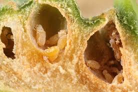 Attēlu rezultāti vaicājumam “Adelges laricis nymph”