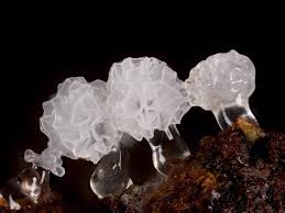 Attēlu rezultāti vaicājumam “Ceratiomyxa morchella macro”