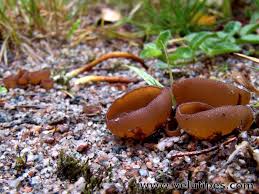 Attēlu rezultāti vaicājumam “Peziza badia”