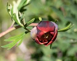 Attēlu rezultāti vaicājumam “Paeoniaceae”