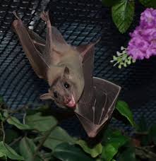 Attēlu rezultāti vaicājumam “Chiroptera”