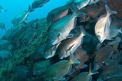 Image result for Pachymetopon grande