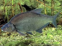 Image result for Abramis brama