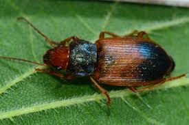 Attēlu rezultāti vaicājumam “Diachromus germanus”