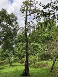 Attēlu rezultāti vaicājumam “Malus prunifolia”