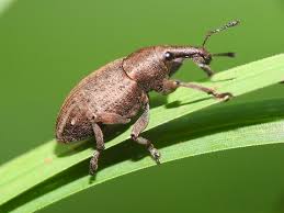 Attēlu rezultāti vaicājumam “Curculionidae”