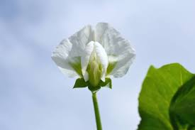 Attēlu rezultāti vaicājumam “Pisum sativum flower”