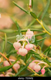 Attēlu rezultāti vaicājumam “Andromeda polifolia bud”