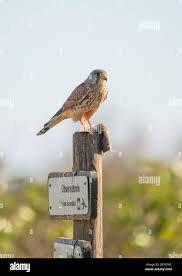 Attēlu rezultāti vaicājumam “Falco tinnunculus adult”