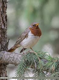 Image result for Turdus ruficollis