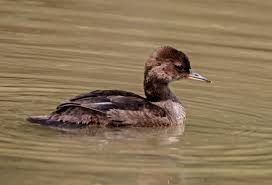 Attēlu rezultāti vaicājumam “Mergus merganser juvenile”