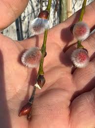 Attēlu rezultāti vaicājumam “Salix caprea bud”