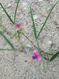 Attēlu rezultāti vaicājumam “Lathyrus sylvestris”