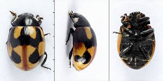 Attēlu rezultāti vaicājumam “Coccinella hieroglyphica”