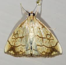 Attēlu rezultāti vaicājumam “Evergestis pallidata”