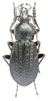 Attēlu rezultāti vaicājumam “Carabus granulatus”