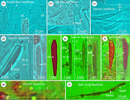 Attēlu rezultāti vaicājumam “Enteridium variabile”