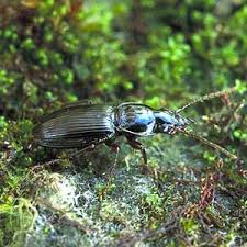 Attēlu rezultāti vaicājumam “Pterostichus aterrimus”