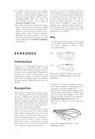 Attēlu rezultāti vaicājumam “Eupeodes nielseni”