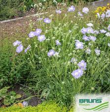 Image result for scabiosa caucasica