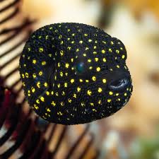 Attēlu rezultāti vaicājumam “Fuligo gyrosa macro”