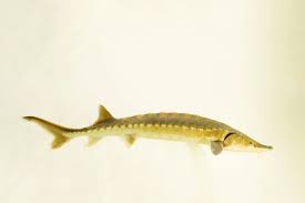 Image result for Acipenser oxyrinchus oxyrinchus