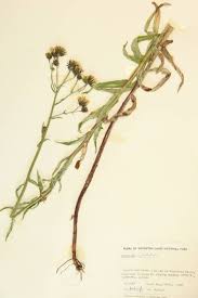 Attēlu rezultāti vaicājumam “Hieracium umbellatum”