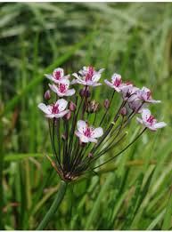 Attēlu rezultāti vaicājumam “Butomus umbellatus flower”