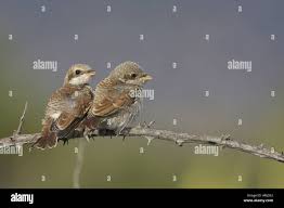 Attēlu rezultāti vaicājumam “Lanius collurio juvenile”