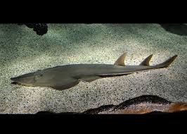 Image result for Rhinobatos rhinobatos