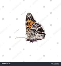 Attēlu rezultāti vaicājumam “Hipparchia alcyone”