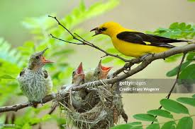 Attēlu rezultāti vaicājumam “Oriolus oriolus male”