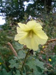 Image result for Alcea rugosa