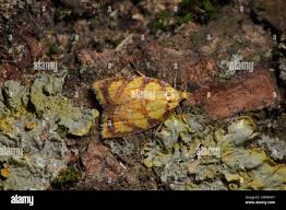 Attēlu rezultāti vaicājumam “Acleris bergmanniana”