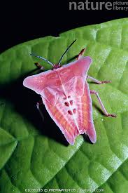 Attēlu rezultāti vaicājumam “Pentatomidae”