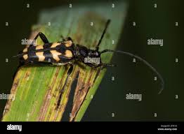 Attēlu rezultāti vaicājumam “Leptura quadrifasciata”