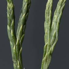 Attēlu rezultāti vaicājumam “Diphasiastrum tristachyum”