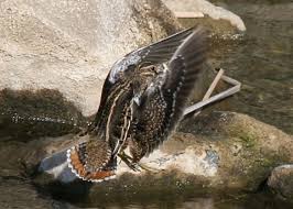 Image result for Gallinago delicata