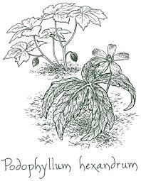 Attēlu rezultāti vaicājumam “Podophyllum hexandrum”