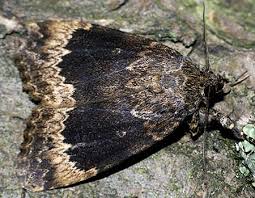 Attēlu rezultāti vaicājumam “Amphipyra perflua”