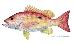 Image result for Lutjanus synagris