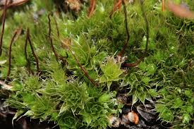 Attēlu rezultāti vaicājumam “Bryum caespiticium”